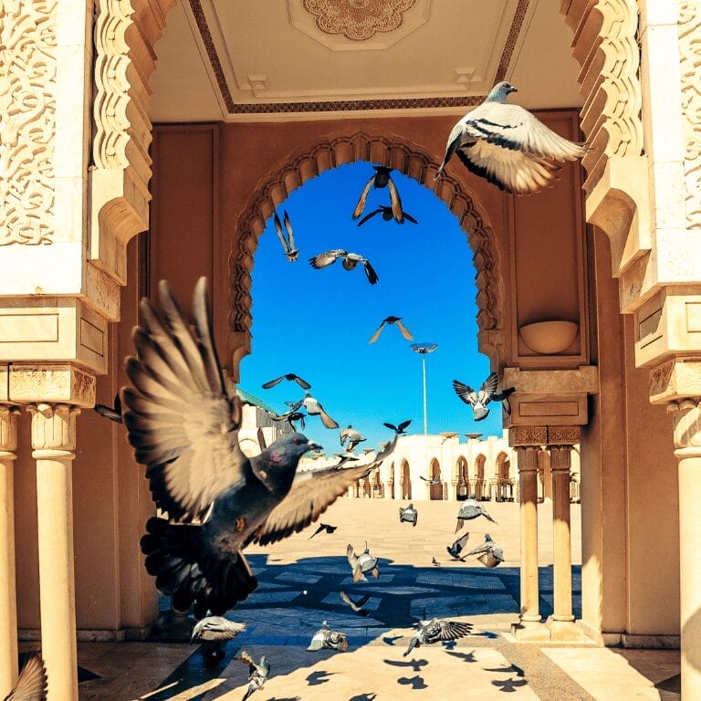 casablanca