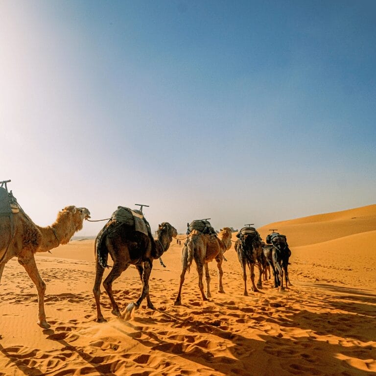Sahara Desert: Is It Worth Visiting for Today’s Traveller?